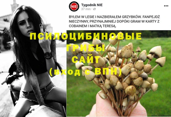 PSILOCYBIN Волосово